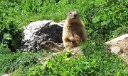 43 Ecco le mie prime marmotte di stagione...